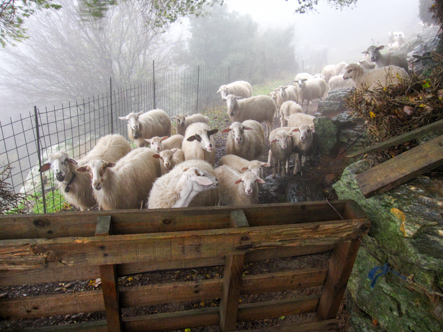 Sheep on Mt. Zeus, Naxos, Greece