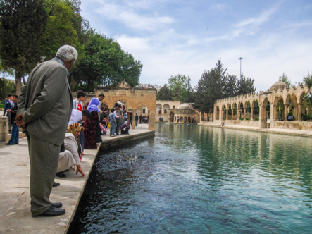 Feeding the Sacred Carp in Şanliurfa, Turkey